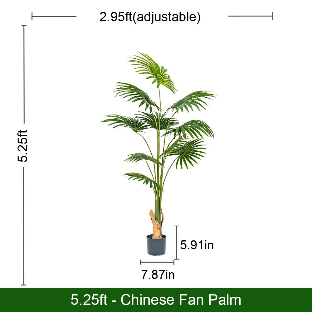 Fan palm tree （A）